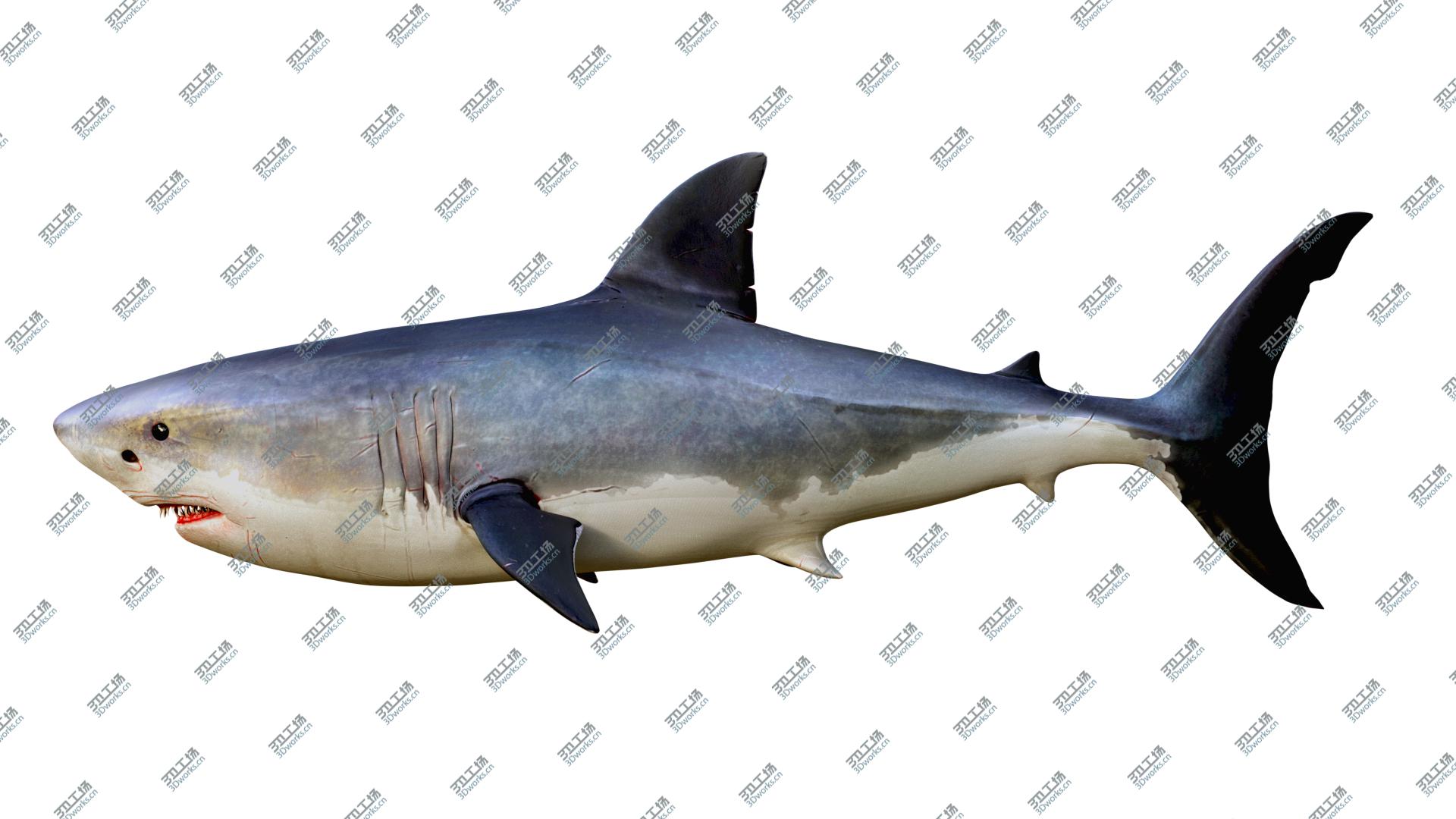 images/goods_img/20210313/3D The Great White Shark model/5.jpg